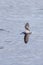 Cook`s Petrel in New Zealand Waters