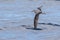 Cook`s Petrel in New Zealand Waters