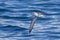 Cook`s Petrel in New Zealand Waters