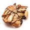 Cooked brown crab