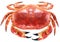 Cooked brown crab or edible crab