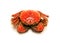 Cooked Chinese hairy crab on white