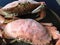 Cooked Dungeness crabs