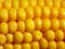 Cooked gold sweet corn texture, corn background