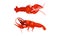 Cooked Red Lobster as Large Marine Crustacean with Muscular Tail and Claw Pair Vector Set