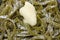 Cooked Spinach Pasta Close View