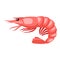 Cooked tiger shrimp. Isolated illustration of seafood on white background