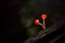 Cookeina mushroom or Red Champagne mushroom