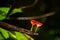 Cookeina mushroom or Red Champagne mushroom in rainfores