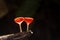 Cookeina mushroom or Red Champagne mushroom in rainfores