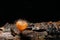 Cookeina tricholoma Mushroom with black background