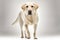 Cookie Labrador walks straight to the camera. A pet moving on a white background. Advertising illustration.