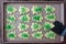 Cookie sheet filled with baked Christmas Tree cookies, black spatula