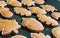 cookies in the form of acorns and leaves of trees on a tray