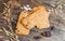 Cookies muesli made with raw organic cereals rice flour with chocolate on old wooden cutting Board.