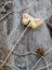 Cookies on a stick in the form of a butterfly