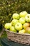 Cooking apples gathered in Autumn