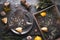 Cooking flounder with seasoning on the stone background top view