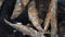 Cooking frying and stirring capelin fish fried in iron pan. Close-up view of chef stirs roasted caplin fish with wooden