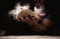 Cooking, kneading dough. Male hands sift flour onto the dough on a dark background