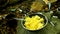 Cooking in nature on small camping cooker, scrambled eggs on pan for breakfest. Scrambling of small camping spatula