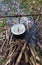 Cooking in old sooty cauldron on campfire at glade