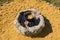 Cooking pilaf in a large cauldron over an open fire