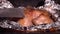 Cooking roasted whole chicken in foil in hot oven closeup. Juicy tender chicken with golden skin. Cooking yourself during