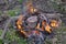 Cooking sausage on the stone in the fire