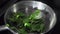 Cooking spinach in a frying pan close-up. Fresh spinach is thrown into a frying pan