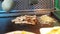 Cooking Teppanyaki with mushrooms