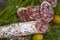 Cooking various salami delicatessen olives, dill appetizer german