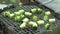 Cooking zucchini vegetables on grill grid. Vegan food preparation. Handheld shot