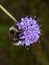 Cookoo bumblebee Bombus norvegicus on flower