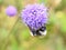 Cookoo bumblebee Bombus norvegicus on flower