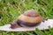 A Cooktown Bi-Colored Snail
