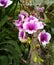 Cooktown orchid nice nature flower color in hongkong botanical garden Central