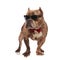 Cool american bully wearing sunglasses and red bowtie