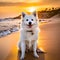 Cool American Eskimo Dog basking in a golden sunset on a sandy beach