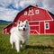 Cool American Eskimo Dog posing beside a classic red barn