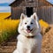 Cool American Eskimo Dog posing beside a weathered barn
