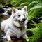 Cool American Eskimo Dog sitting beside a babbling brook