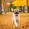 Cool Anatolian Shepherd Dog admiring a stunning sunset over the iconic skyline of Istanbul