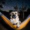 Cool Anatolian Shepherd Dog strolling through a lush green forest with a carpet of wildflowers