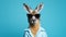 Cool Australian Kangaroo In Fashion With Sunglasses On Blue Background