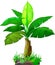 Cool Banana Tree Cartoon