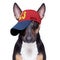 Cool baseball cap urban dog