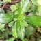 The cool and beautiful chlorophyll on green leaves in Indonesian forests offers true beauty