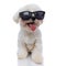 Cool bichon dog wearing sunglasses and chain