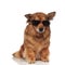 Cool brown dog wearing sunglasses looks down to side